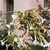 Nicotiana Sylvestris