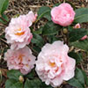 Nonie Haydon Camellia