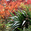 The Hen House Garden in Autumn