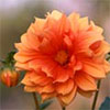 Soft Orange Dahlia