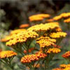 Achillea