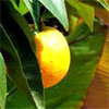 Fruiting Orange Tree & Canna Leaf