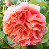 Alchymist Rose