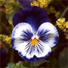 Blue Pansy