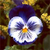 Pansies