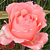 Peach Pink Rose