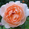 Buying David Austin Roses