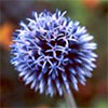 Echinops Ritro