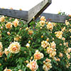 Garden Rose Pergola