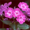 Dark Pink Phlox