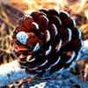 Pine Cone