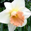 Apricot-Pink and White Daffodils