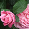 Pink Rose