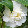 White Mansize Camellia