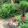 Pots and Ferns