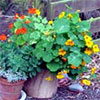 Nasturtiums in a Pot