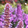 Blue Agastache