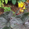 Purple Leaf Ligularia