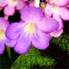 Streptocarpus Party Doll