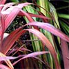 Red Flax (Phormium)