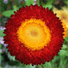 Helichrysum (Xerochrysum bracteatum)