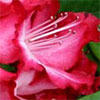 Rhododendron President Roosevelt