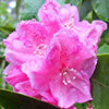 Jelly Bean Rhododendron Garden