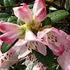 Rhododendron Graham