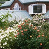 Rationalising the Dahlias...