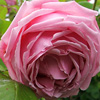 Madame Caroline Testout Rose