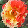 Oranges and Lemons Rose