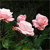 Dog-Path Garden Roses