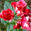 Guy Savoy Rose