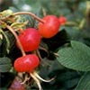 Rugosa Rose Hips and Leaves