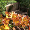 Garden Bench by the Darmera