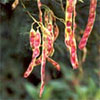 Acacia Seed Pods