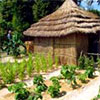 Growing African Vegetables