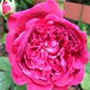 William Shakespeare Rose