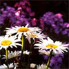 Shasta Daisies