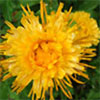 Yellow Calendula