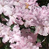 Spring Dance Rhododendron