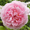 Strawberry Hill Rose