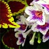 Streptocarpus Nerys & Coleus Brilliant