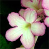 Streptocarpus Nia Flower