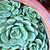 Succulent Symmetry