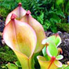 Sun Pitcher Plant