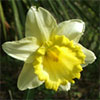 Daffodil Images 2