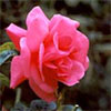 Large Hybrid Tea Bush Rose