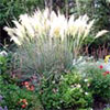 Non-Native Pampas Grass