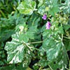 Variegated Mallow (Malva)